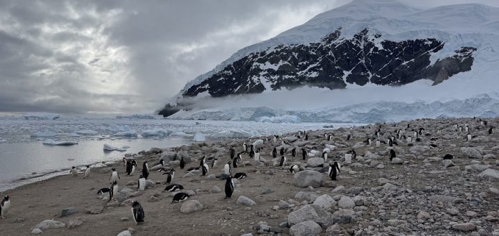 neko harbour antarctica cruise